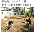 �~�n���̃h�b�O�����B�Ă̓e���X�Œ��H��H�ׂ��܂�